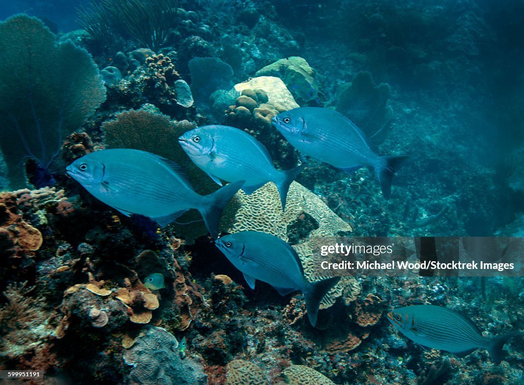A small school of Bermuda Chub.