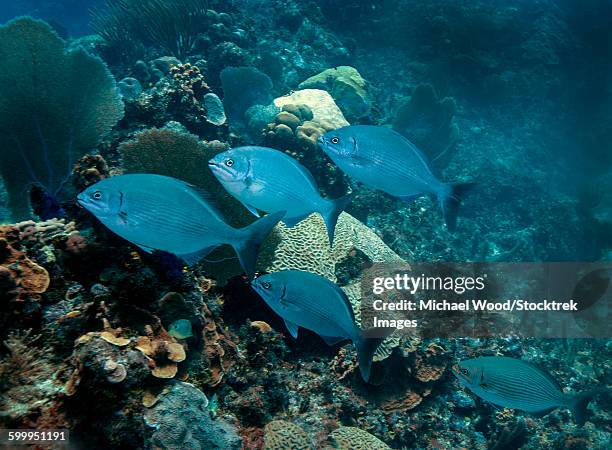 a small school of bermuda chub. - bermuda chub stock pictures, royalty-free photos & images