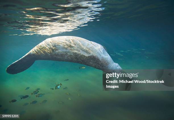 a west indian manatee rolls over upside down. - surfacing stock pictures, royalty-free photos & images