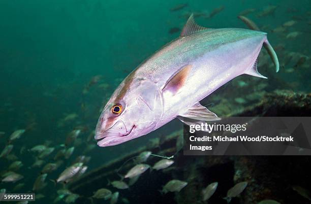 a greater amberjack swimming with a fishing hook and line caught in its mouth. - amberjack stock pictures, royalty-free photos & images