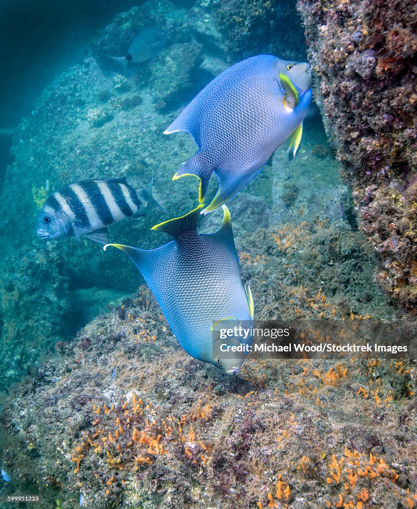 Blue Angelfish feeding on coral and algae with Sheepshead in background.