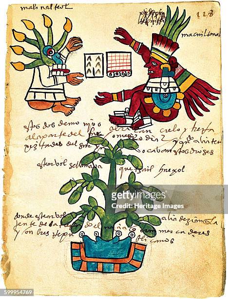 Cacao tree from the Codex Tudela, 1553. Found in the collection of Museo de América, Madrid. Artist : Pre-Columbian art.
