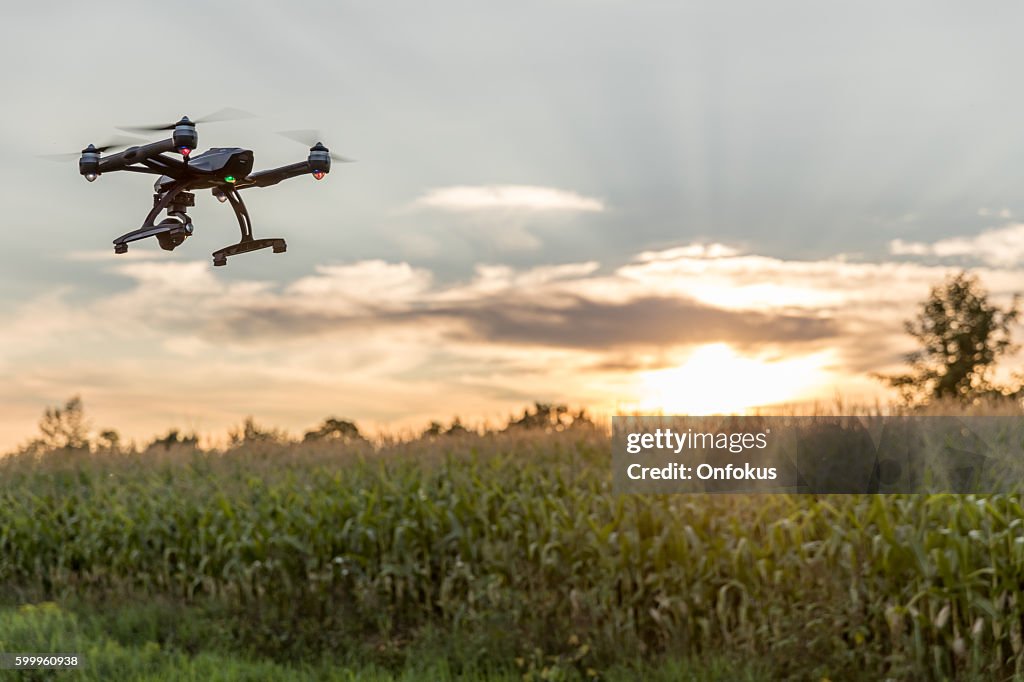 Drone Flying Over an Onions Field At Sunset