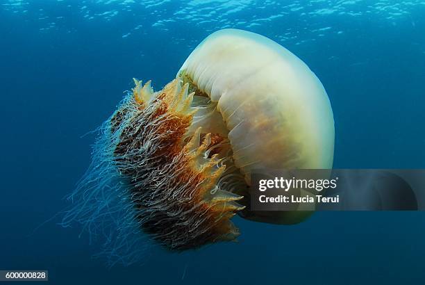 nomura's jellyfish (nemopilema nomurai) - echizen stock pictures, royalty-free photos & images