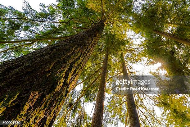 red cedar trees  glow in the morning light - cedro vermelho do oeste - fotografias e filmes do acervo