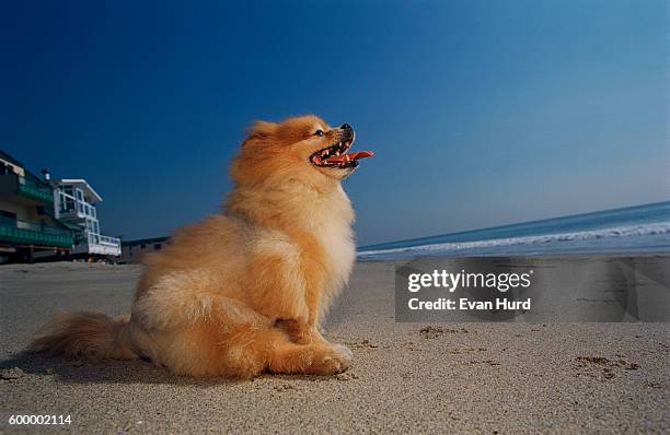 pomeranian sitting on the beach - spitz type dog stock pictures, royalty-free photos & images