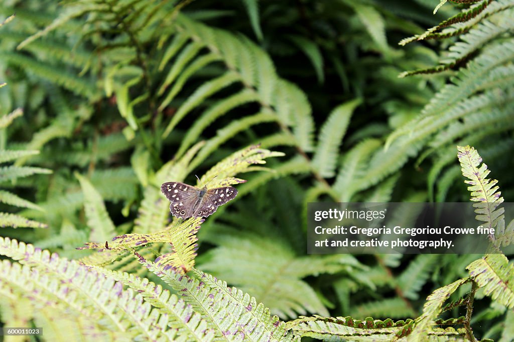 Speckled Wood-Pararge Aegeria