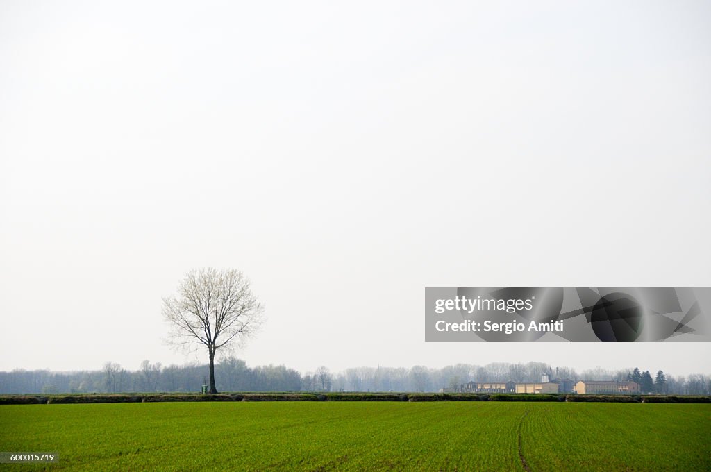 Lonely tree in a field in the Italian countryside