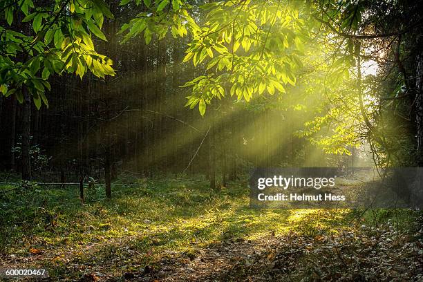 forest path in thuringia - thuringia foto e immagini stock