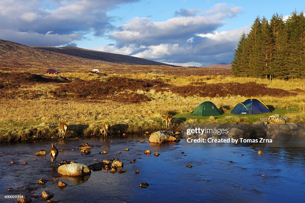 Camping with roe deer in Kingshouse