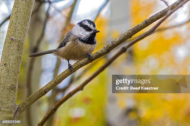 mountain chickadee - poecile gamble, photographed in sun valley, idaho - chickadee stock-fotos und bilder