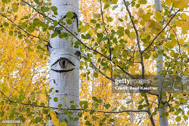 aspen trees turn yellow/gold after a cold snap in sun valley,idaho - sun valley - fotografias e filmes do acervo