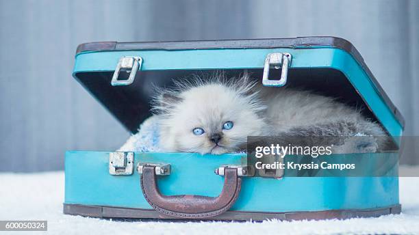 baby himalayan cat sleeping in a vintage suitcase - ヒマラヤン ストックフォトと画像