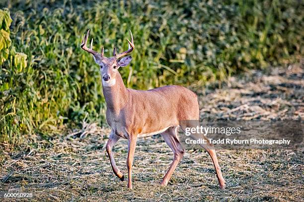 white tail on the move - white tail buck stock-fotos und bilder