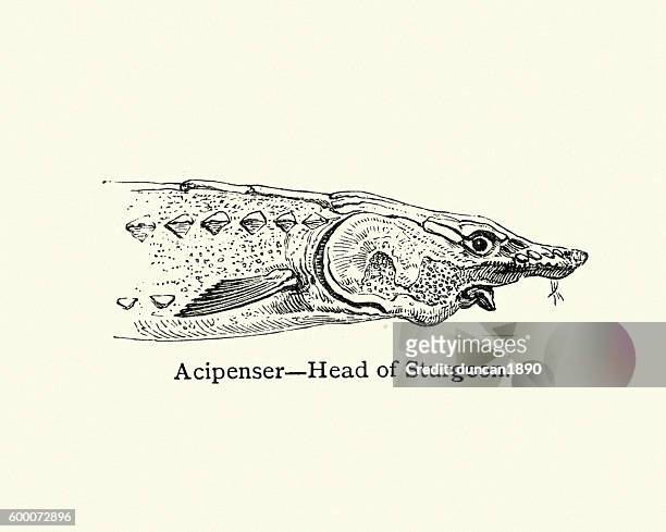 head of a sturgeon fish - sturgeon stock illustrations