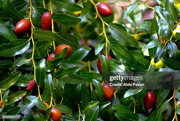 italy, arquà petrarca, jujubes - azufaifo fotografías e imágenes de stock