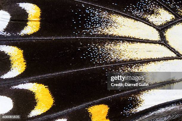 female swallowtail closeup, papilio askalaphus - animal black background stock pictures, royalty-free photos & images