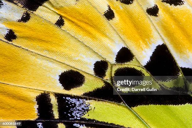 butterfly wing detail graphium antiphates - yellow nature stock pictures, royalty-free photos & images