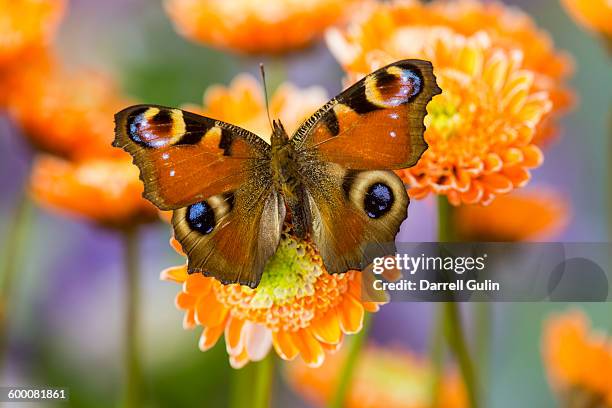 inachis io butterfly eyespots on orange mums - paon de jour photos et images de collection