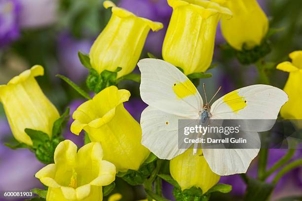 white butterfly anteos clorinde on yellow bells - alas-desplegadas fotografías e imágenes de stock