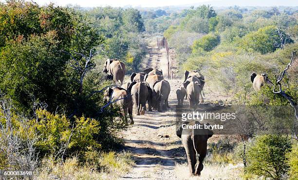 herd of elephants in madikwe game reserve, south africa - madikwe game reserve stock pictures, royalty-free photos & images