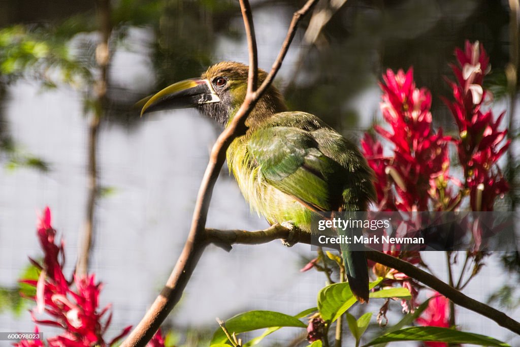 Emerald Toucanet