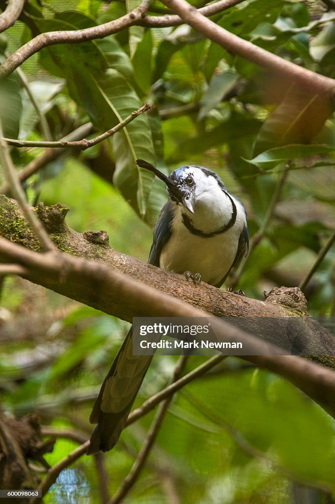 Magpie Jay