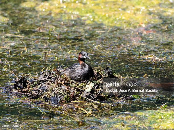 little grebe (tachybaptus ruficollis), incubating a floating nest with eggs,  pyrenees, france. - bird's nest fern stock pictures, royalty-free photos & images