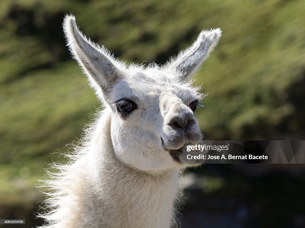 Close-Up Of Llama (Lama Glama), on Field , Pyrenees, France.