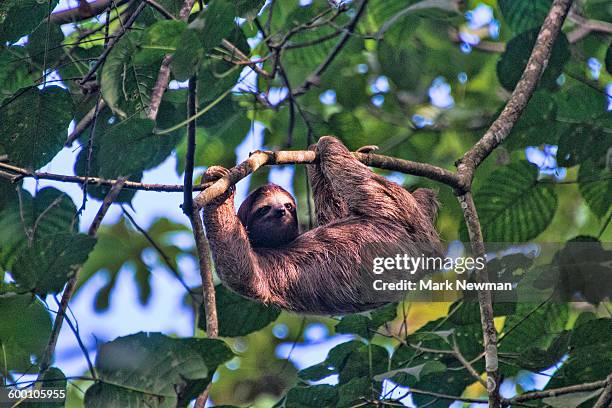 three-toed sloth - bicho preguiça - fotografias e filmes do acervo