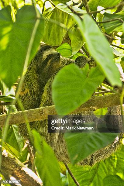 three-toed sloth - cahuita stock pictures, royalty-free photos & images