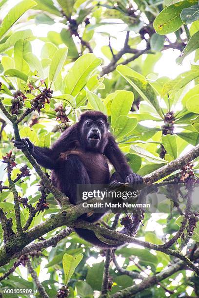 mantled howler monkey - howler monkey stock pictures, royalty-free photos & images