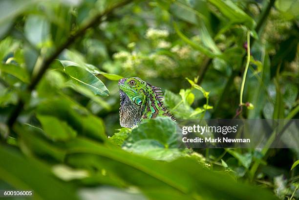 green iguana - green iguana stockfoto's en -beelden