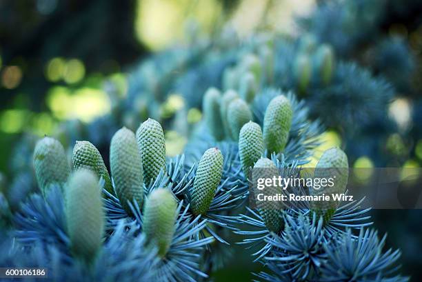 branch with cones of atlas cedar, selective focus. - cedar tree fotografías e imágenes de stock