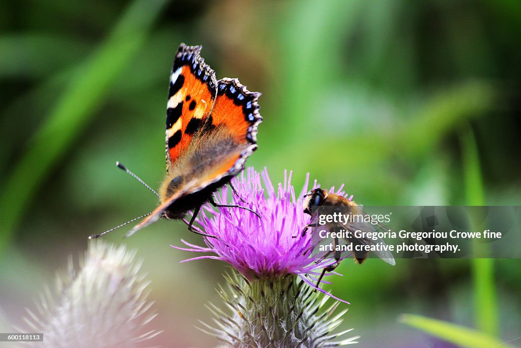 Small Tortoiseshell Butterfly And Bee