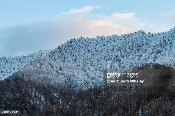 winter, newfound gap rd, great smoky mountains np - newfound gap - fotografias e filmes do acervo