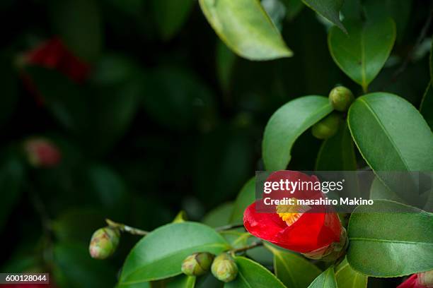 red camellia flower - camellia japonica stock pictures, royalty-free photos & images