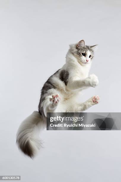 jumping kitten - yamaguchi stock pictures, royalty-free photos & images