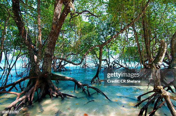 havelock island, andaman and nicobar, india - mangrove forest stock pictures, royalty-free photos & images