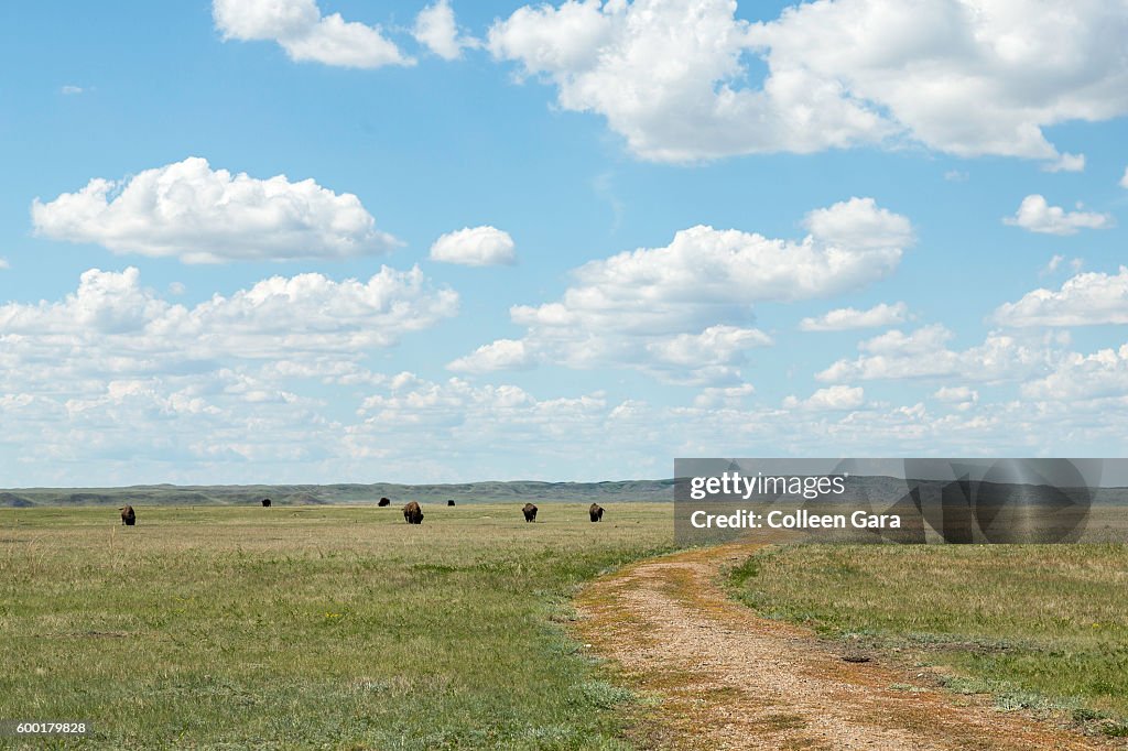 Bison in Grasslands National Park