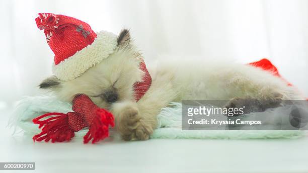 sleeping little kitten wearing santa hat - texture lin stock pictures, royalty-free photos & images