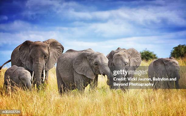 a family of african elephants in tarangire national park, tanzania - tarangire national park stockfoto's en -beelden