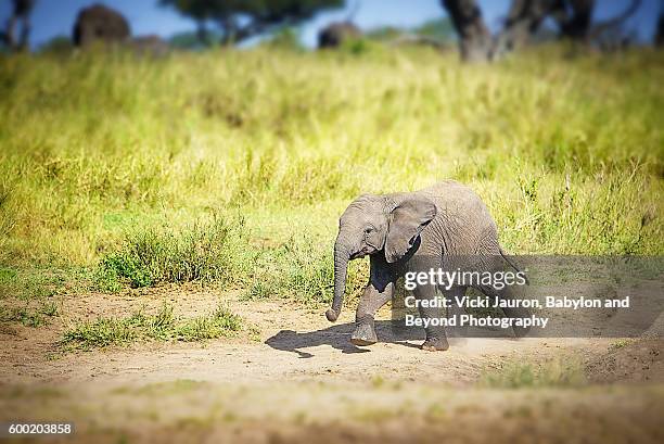 lone african elephant calf in the serengeti in tanzania - baby elephant stock pictures, royalty-free photos & images