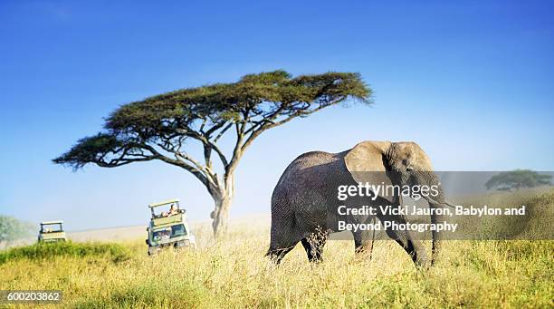 large african elephant against acacia tree and safari vehicles in background - tansania stock-fotos und bilder