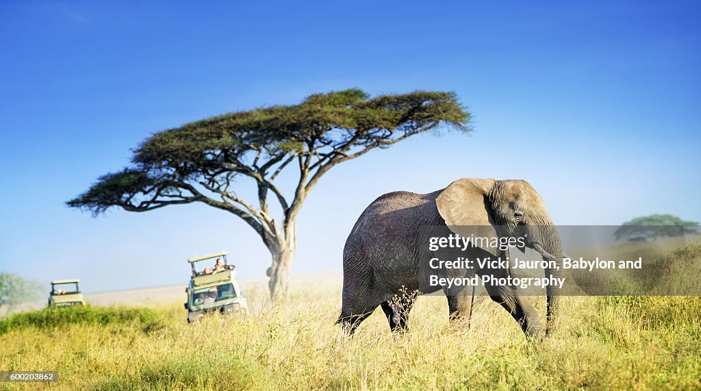 Large African Elephant Against Acacia Tree and Safari Vehicles in Background