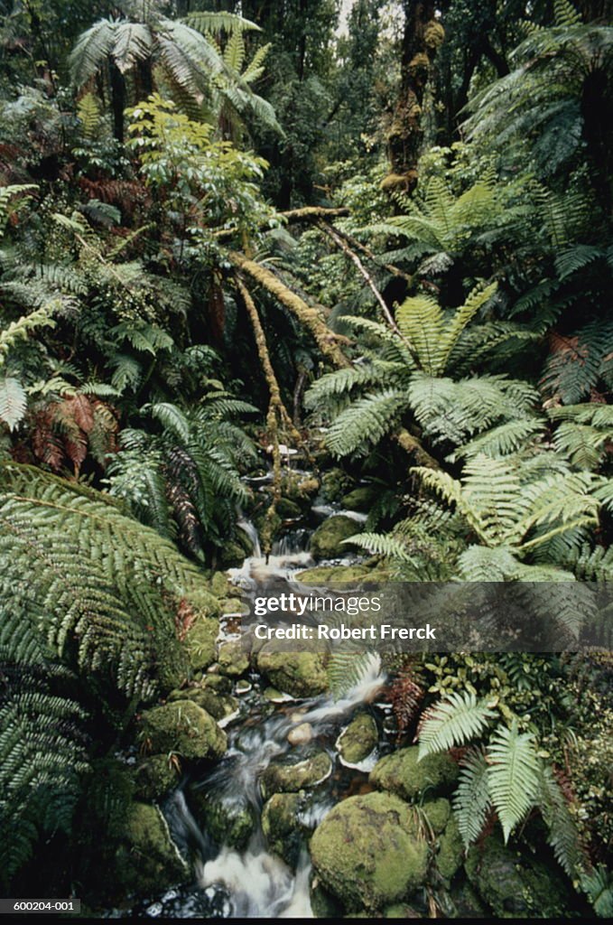 New Zealand, South Island, West Coast, rainforest stream