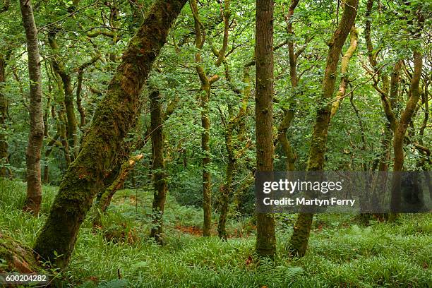 culbone woodland, exmoor national park, somerset, uk - porlock weir stockfoto's en -beelden