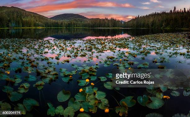 lilies on the lake - revillagigedo island alaska stockfoto's en -beelden