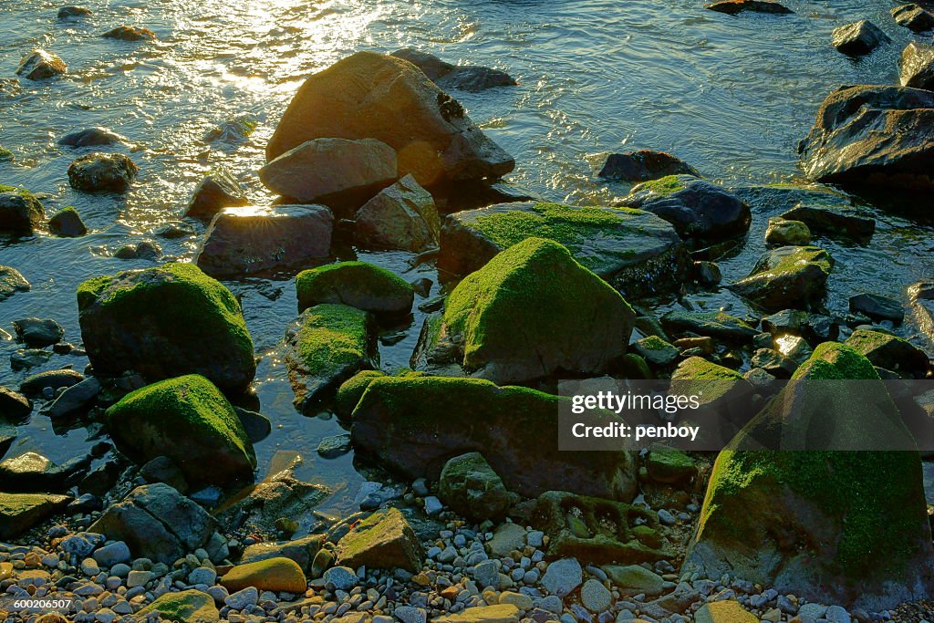Mossy rocks of the seashore