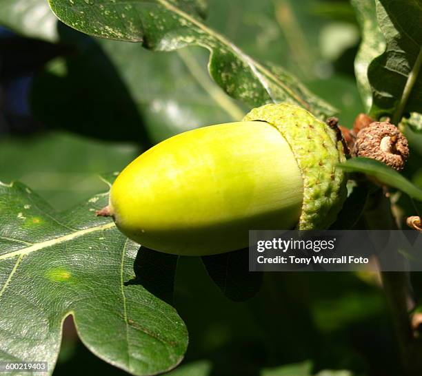 Spring Acorn Acorn Sprout Photos and Premium High Res Pictures - Getty Images